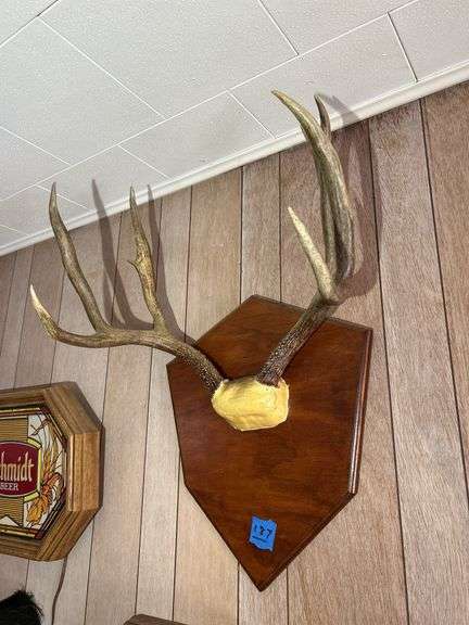 Mounted Antlers