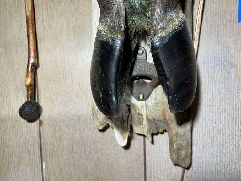 Collection of Oddities & Curiosities