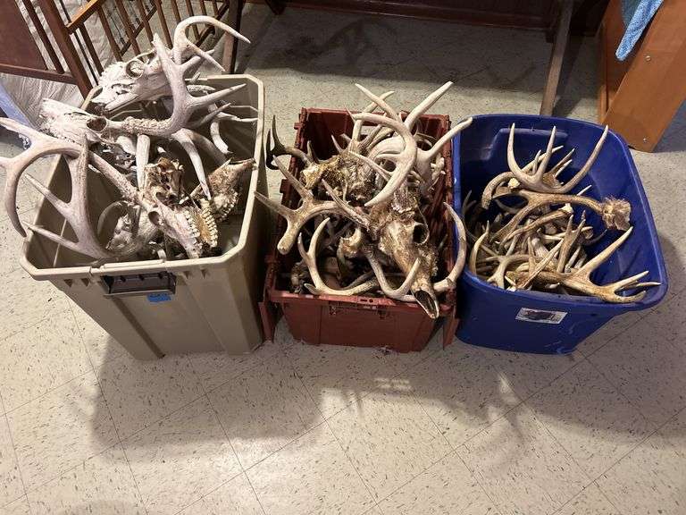 Three Totes of Deer Antlers - Several Sheds