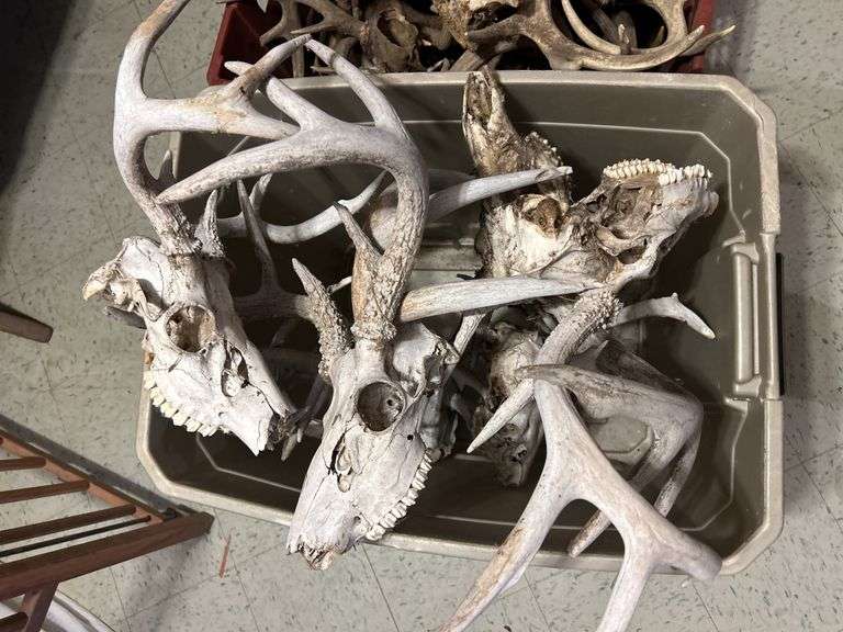 Three Totes of Deer Antlers - Several Sheds