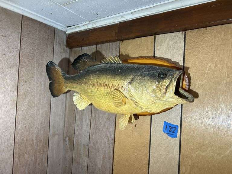 Mounted Fish