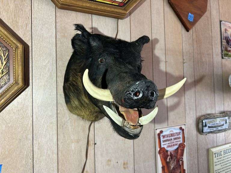 Mounted Boar Head