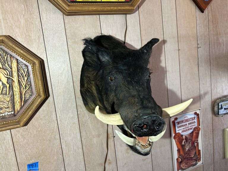 Mounted Boar Head