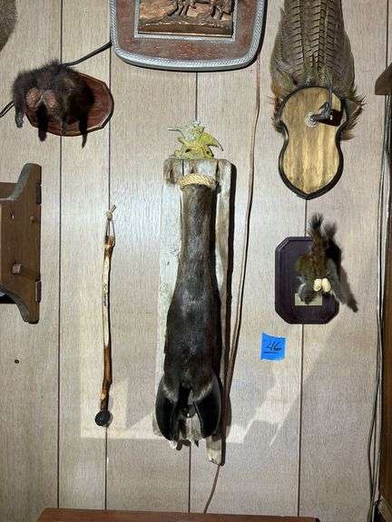 Collection of Oddities & Curiosities