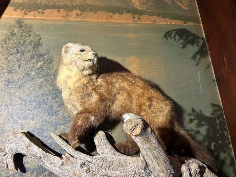 Mounted Critters & Other Display Items