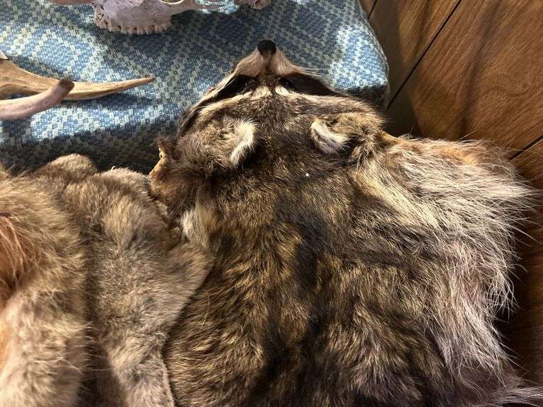 Rabbit & Raccoon Furs, Raccoon Tails, & a Mask