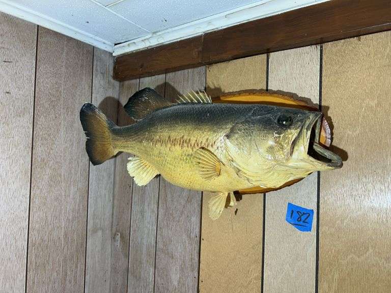 Mounted Fish