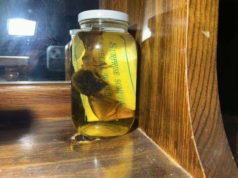 Mounted Baby Mosquito from Minnesota & Some Pickled Critters