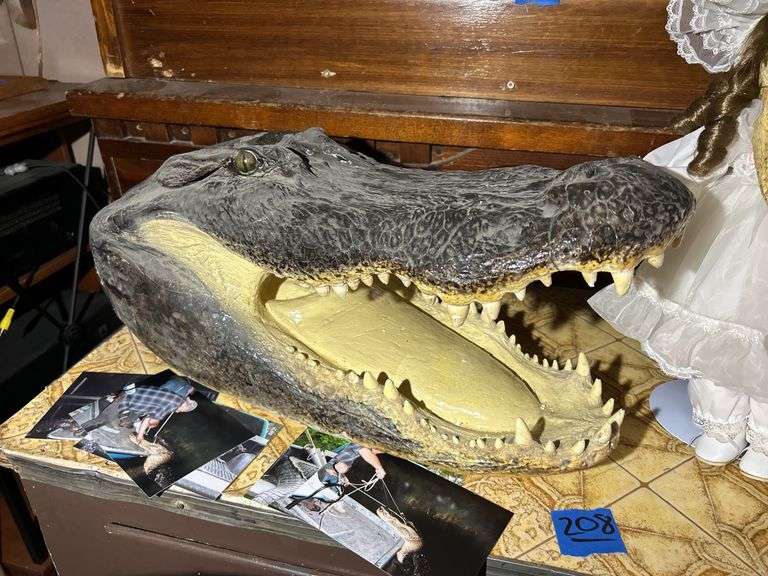 Alligator Head & a Dolligator