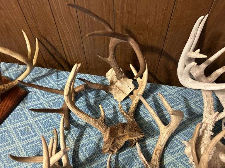 Collection of Deer Antlers