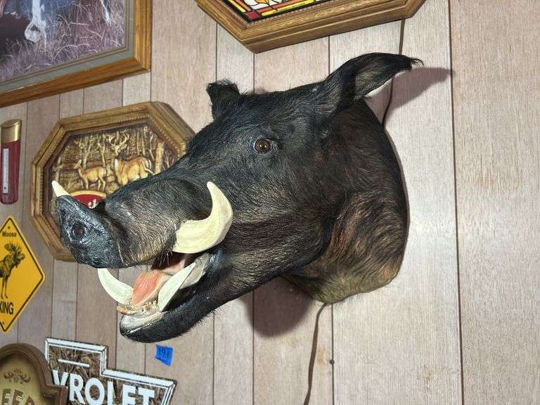 Mounted Boar Head