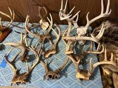 Collection of Deer Antlers