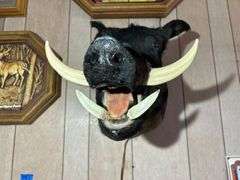 Mounted Boar Head