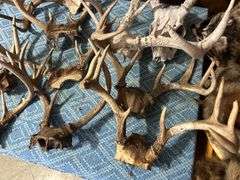 Collection of Deer Antlers