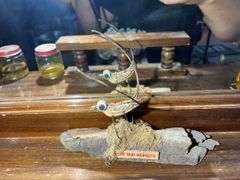 Mounted Baby Mosquito from Minnesota & Some Pickled Critters