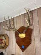 Mounted Antlers