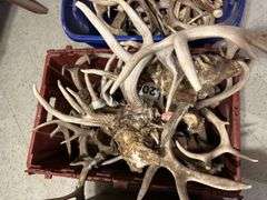 Three Totes of Deer Antlers - Several Sheds