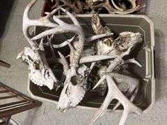 Three Totes of Deer Antlers - Several Sheds