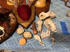 Collection of Antler Mounts, Skulls, Pheasant Feathers, & More