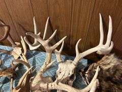 Collection of Deer Antlers