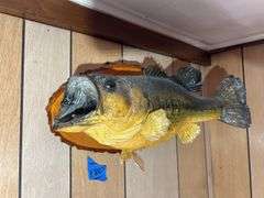 Mounted Fish