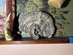 Mounted Critters & Other Display Items