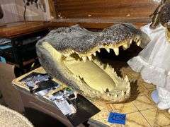 Alligator Head & a Dolligator
