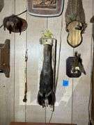 Collection of Oddities & Curiosities