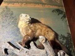 Mounted Critters & Other Display Items
