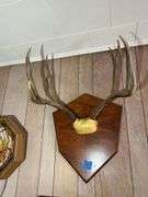 Mounted Antlers