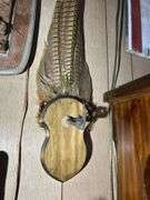 Collection of Oddities & Curiosities