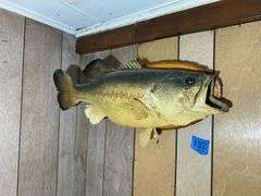Mounted Fish