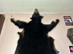 Bear Hide