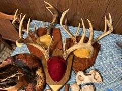 Collection of Antler Mounts, Skulls, Pheasant Feathers, & More