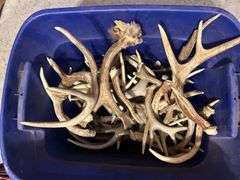 Three Totes of Deer Antlers - Several Sheds