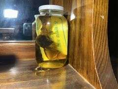 Mounted Baby Mosquito from Minnesota & Some Pickled Critters