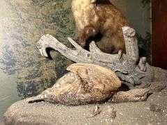 Mounted Critters & Other Display Items