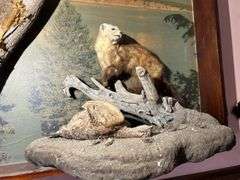 Mounted Critters & Other Display Items