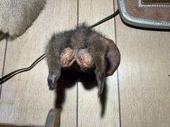 Collection of Oddities & Curiosities