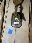 Collection of Oddities & Curiosities