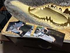 Alligator Head & a Dolligator
