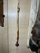 Collection of Oddities & Curiosities