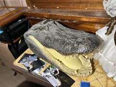 Alligator Head & a Dolligator
