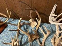 Collection of Deer Antlers