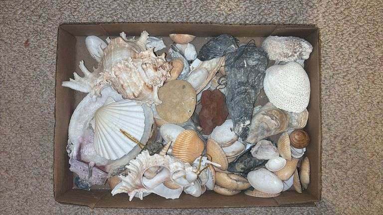 (RR) BOX OF SEASHELLS