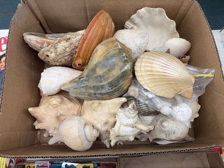ASSORTED SEASHELLS