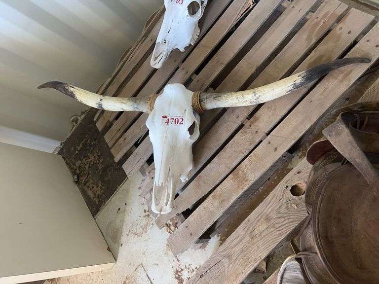 Decorative Bull Skull - Albuquerque NM