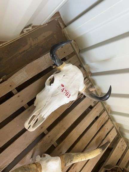 Decorative Bull Skull - Albuquerque NM