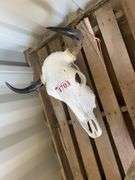 Decorative Bull Skull - Albuquerque NM