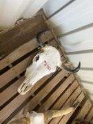 Decorative Bull Skull - Albuquerque NM